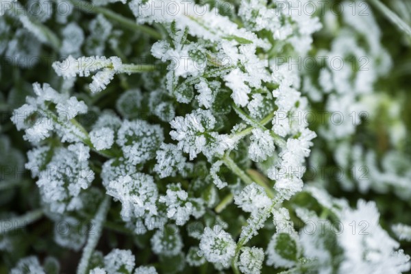 Ice crystals from roarfrost on grass blades in winter, Bavaria, Germany
