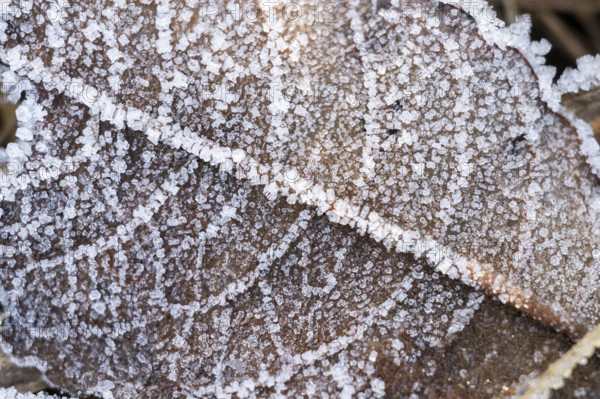 Ice crystals from roarfrost on a goat willow (Salix caprea) leaf lying on the ground in winter, Bavaria, Germany