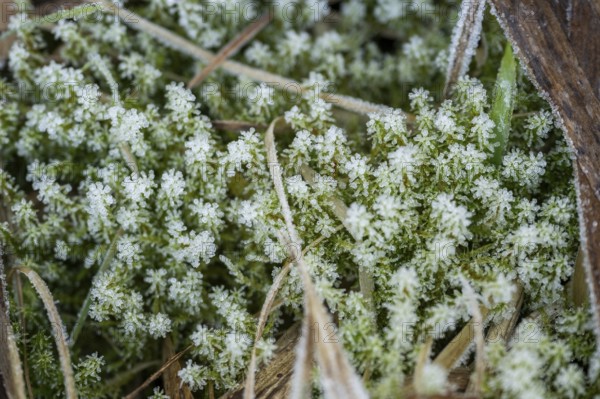 Ice crystals from roarfrost on moss leafes and grass on the ground in winter, Bavaria, Germany