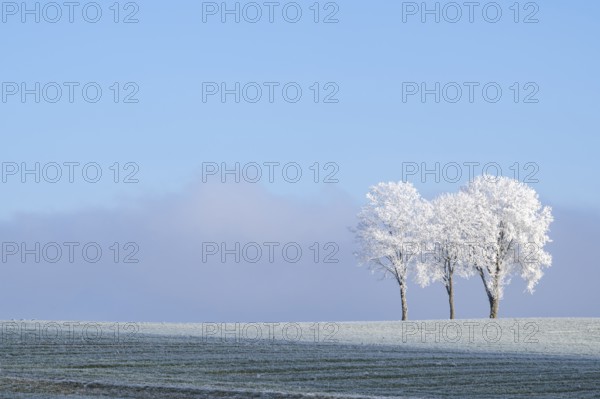 Silver lime trees (Tilia tomentosa) with hoarfrost on the branches standing on a meadow on a sunny day with blue sky in the background in winter, Bavaria, Germany