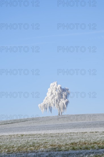 Silver birch (Betula pendula) standing on a meadow with hoarfrost on the branches in front of blue sky at sunshine in winter, Bavaria, Germany