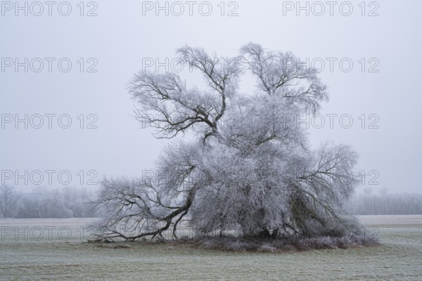 Eastern crack-willow (Salix euxina) standing on a meadow with hoarfrost on the branches in winter, Bavaria, Germany