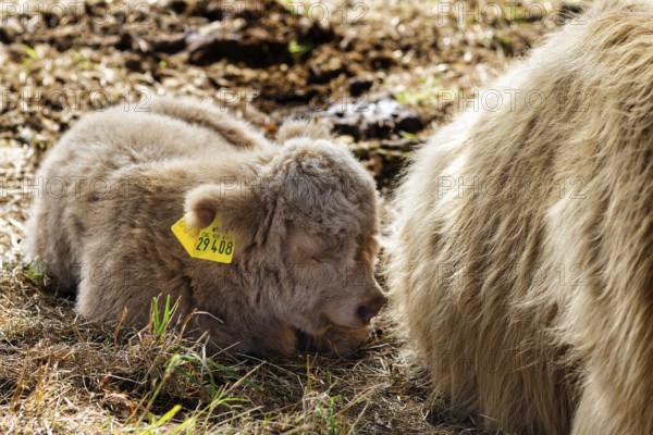 Hochlandrind, Kalb, Neugeborenes liegt bei seiner Mutter, Landschaftspflege, Weidehaltung, Holzminden, Weserbergland, Niedersachsen, Deutschland