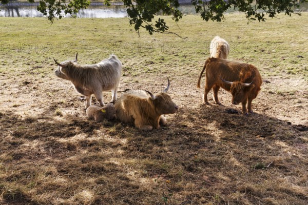 Hochlandrinder, Herde mit Kalb sucht Schatten, Neugeborenes liegt bei seiner Mutter, Landschaftspflege, Weidehaltung, Holzminden, Weserbergland, Niedersachsen, Deutschland