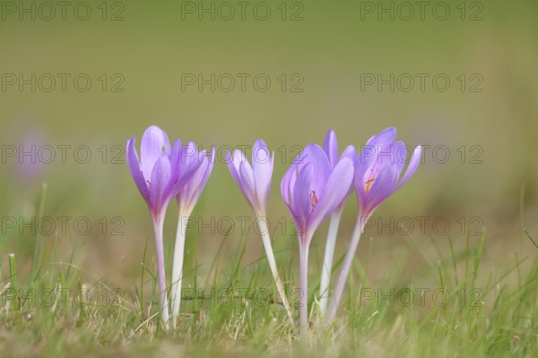 Autumn crocus (Colchicum autumnale), autumn crocus (Colchica) flowering in meadow, wet meadow, autumn messenger, season, autumn, bulbous plant, poisonous, poison, in a natural environment in the wild, Siegerland, North Rhine-Westphalia, Germany