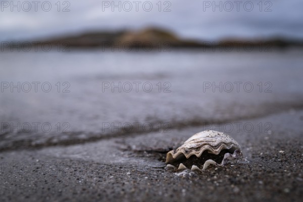 Shell on the beach, Resö Island, Bohuslän, Skagerrak, Sotenäs, Västra Götalands län, Sweden