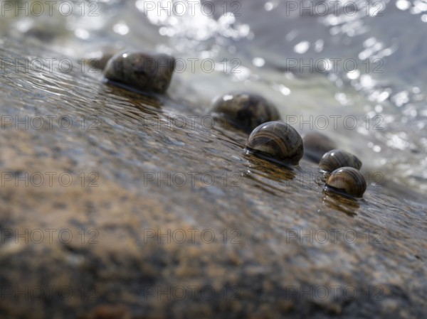Sea snails on a rock being washed over by the surf, Resö Island, Bohuslän, Skagerrak, Sotenäs, Västra Götalands län, Sweden