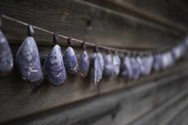 Shell necklace on a wooden wall, Resö Island, Bohuslän, Skagerrak, Sotenäs, Västra Götalands län, Sweden