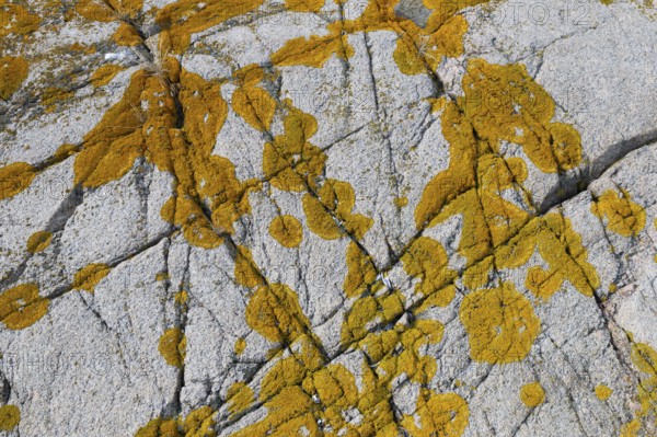 Yellowish lichen on a furrowed granite rock, Resö Island, Bohuslän, Skagerrak, Sotenäs, Västra Götalands län, Sweden