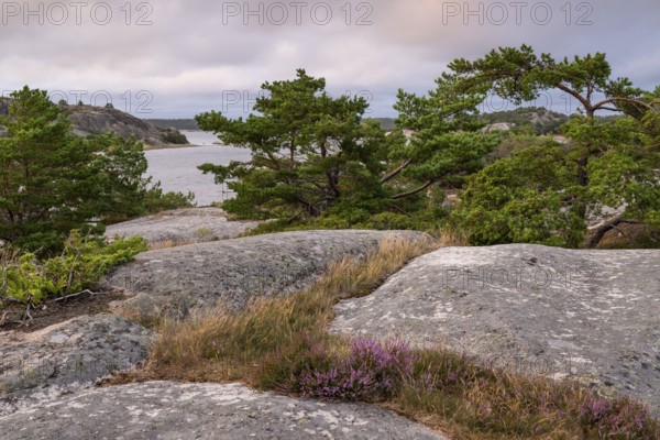 Pine trees, Bohus granite, Resö island, Bohuslän, Skagerrak, Sotenäs, Västra Götalands län, Sweden