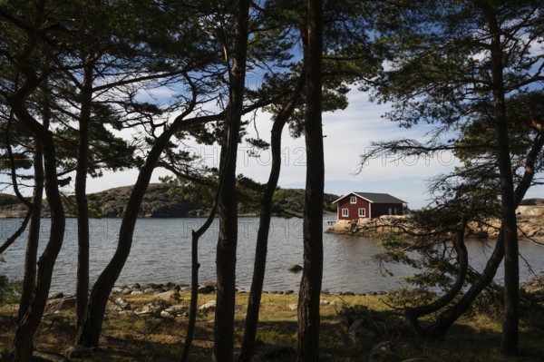 Falun red house between pine trees in a bay, archipelago landscape, Resö island, Bohuslän, Skagerrak, Sotenäs, Västra Götalands län, Sweden