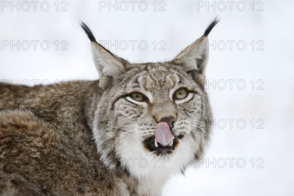 Eurasian lynx (Lynx lynx) in winter, portrait, captive, Germany