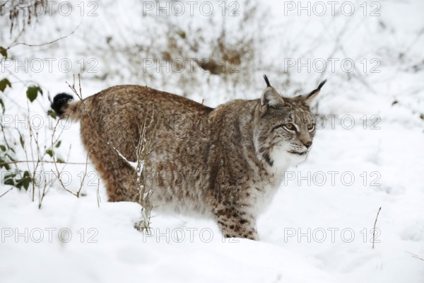 Eurasian lynx (Lynx lynx) in winter, captive, Germany