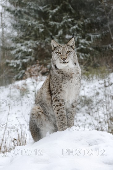 Eurasian lynx (Lynx lynx) sitting on a snowy hill, winter, captive, Germany