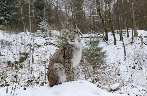 Eurasian lynx (Lynx lynx) sitting on a snowy hill, winter, captive, Germany