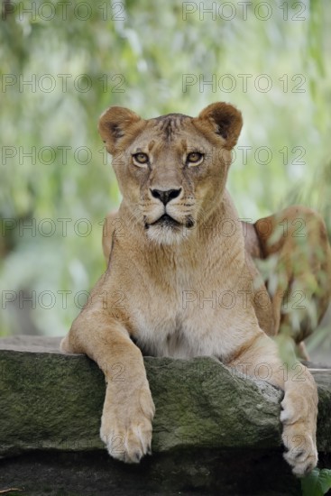 African lion (Panthera leo), female, captive, occurring in Africa