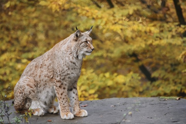 Eurasian lynx (Lynx lynx) sitting on a stone in autumn, captive, Germany