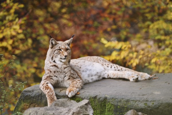 Eurasian lynx (Lynx lynx) lying on a stone in autumn, captive, Germany