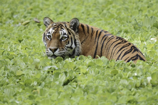 Siberian tiger (Panthera tigris altaica) in a pond with water lettuce (Pistia stratiotes), captive, native to Asia