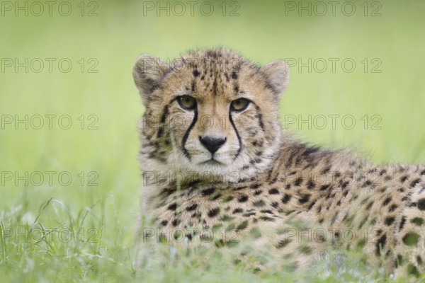 Cheetah (Acinonyx jubatus), captive, occurring in Africa
