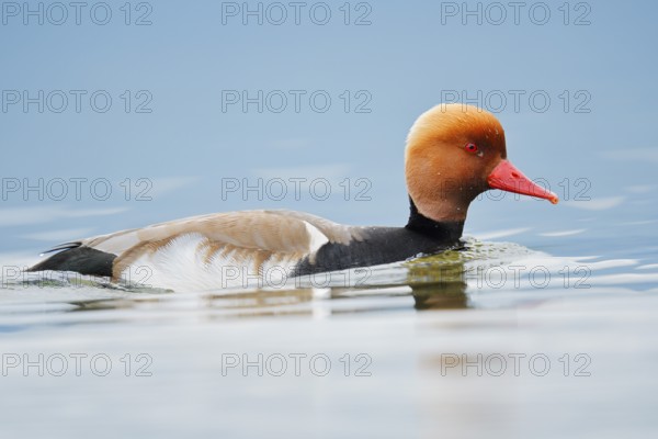 Red-crested pochard (Netta rufina), swimming drake, Lake Constance, Baden-Württemberg, Germany