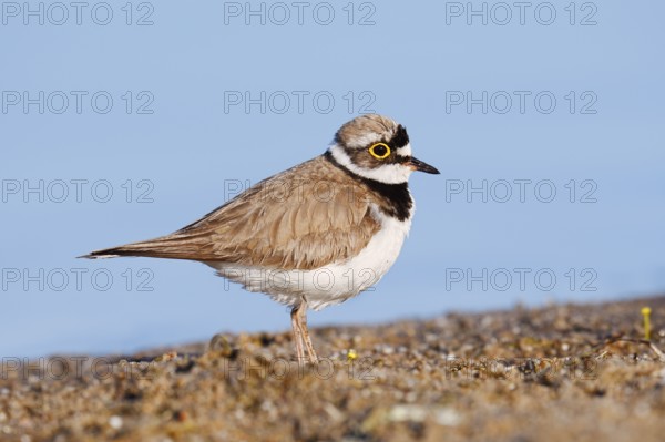 Little Ringed Plover (Charadrius dubius), North Rhine-Westphalia, Germany