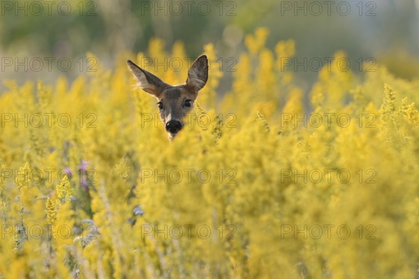 European roe deer (Capreolus capreolus), doe in summer, North Rhine-Westphalia, Germany