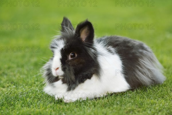 Lionhead rabbit (Oryctolagus cuniculus forma domestica) in a meadow, North Rhine-Westphalia, Germany