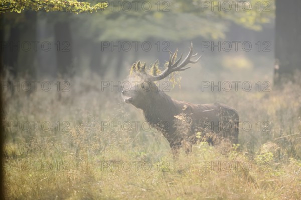 Red deer (Cervus elaphus) roaring in the rutting season, North Rhine-Westphalia, Germany