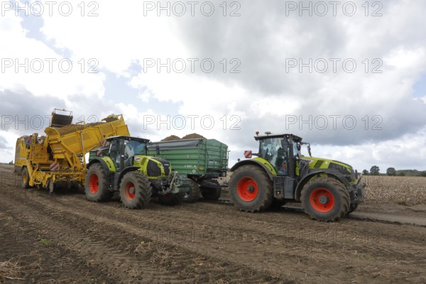 Agricultural harvesting of potatoes with potato harvester ROPA Keiler 2 in front of tractor Claas Axion 830, Claas tractor with two trailers, Baltic Sea island Fehmarn, East Holstein, Schleswig-Holstein, Germany