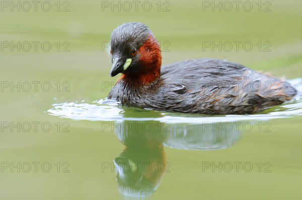 Little grebe (Tachybaptus ruficollis), North Rhine-Westphalia, Germany
