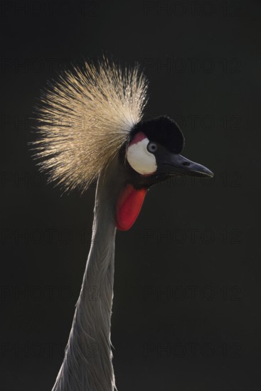 South African Crowned Crane or Grey-necked Crowned Crane (Balearica regulorum), portrait in backlight, captive, occurrence in Africa