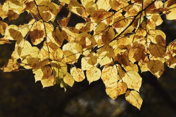 Summer lime (Tilia platyphyllos), leaves in autumn, North Rhine-Westphalia, Germany