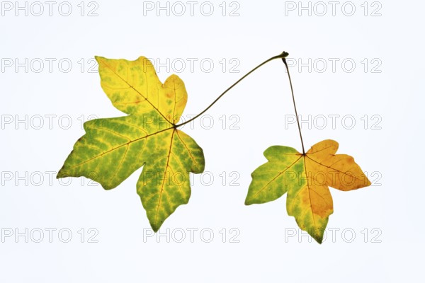 Sugar maple (Acer saccharum), leaves in autumn against a white background, North Rhine-Westphalia, Germany