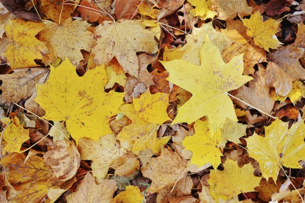 Norway maple or Norway maple (Acer platanoides, leaves in autumn, North Rhine-Westphalia, Germany