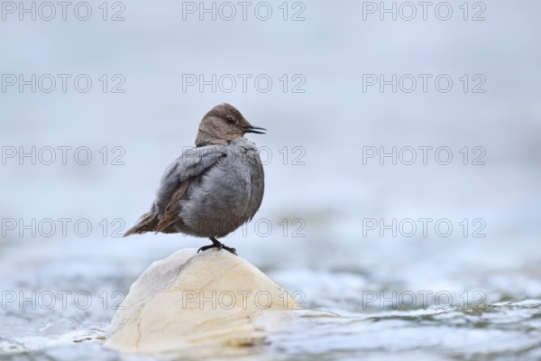 Grey White-throated Dipper (Cinclus mexicanus) standing on a rock in the water, Waterton Lakes National Park, Alberta, Canada