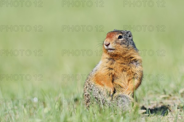 Columbia ground squirrel (Urocitellus columbianus, Spermophilus columbianus), Jasper National Park, Alberta, Canada