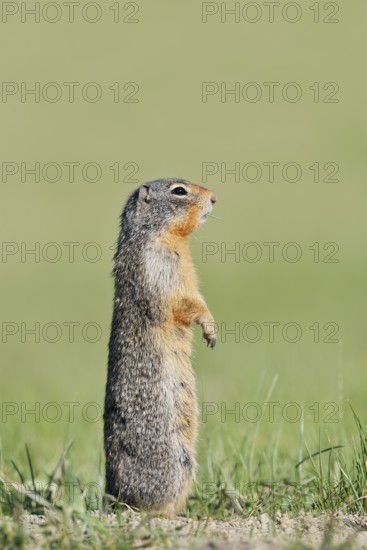 Columbia ground squirrel (Urocitellus columbianus, Spermophilus columbianus) standing upright in a meadow, Jasper National Park, Alberta, Canada