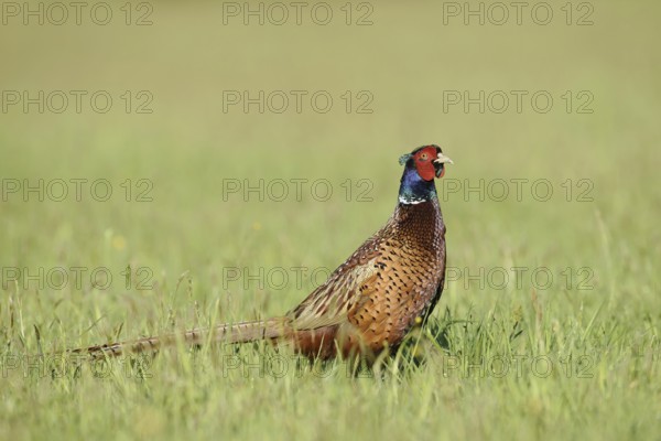 Hunting pheasant (Phasianus colchicus), cock standing in a meadow, North Rhine-Westphalia, Germany