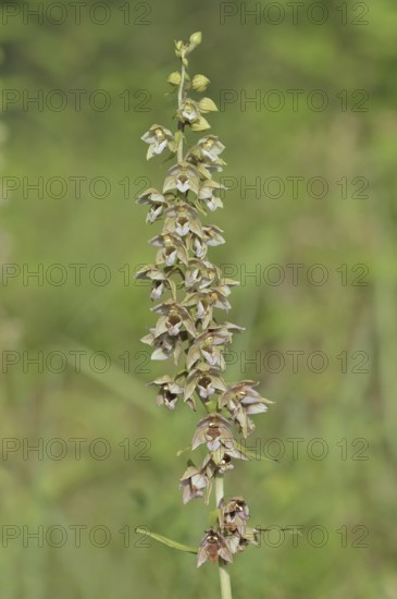 Broad-leaved helleborine or broad-leaved marsh orchid (Epipactis helleborine), inflorescence, North Rhine-Westphalia, Germany