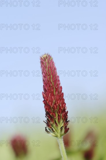 Purple clover or foxtail clover (Trifolium rubens), inflorescence, North Rhine-Westphalia, Germany