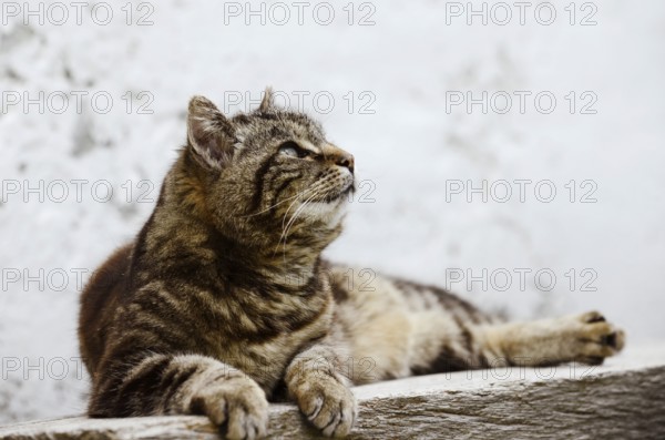 Domestic cat (Felis catus) lying on a wooden bench, Brittany, France