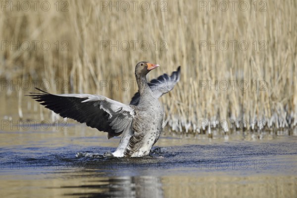 Greylag goose (Anser anser), flapping wings, North Rhine-Westphalia, Germany