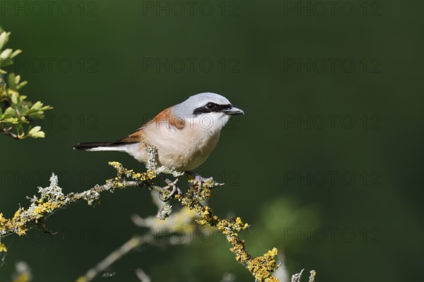Red-backed shrike (Lanius collurio), male, North Rhine-Westphalia, Germany
