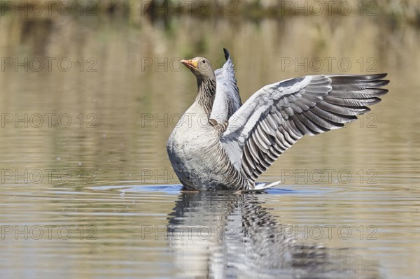 Greylag goose (Anser anser), flapping its wings on a pond, Wagbachniederung nature reserve, Waghäusel, Baden-Württemberg, Germany