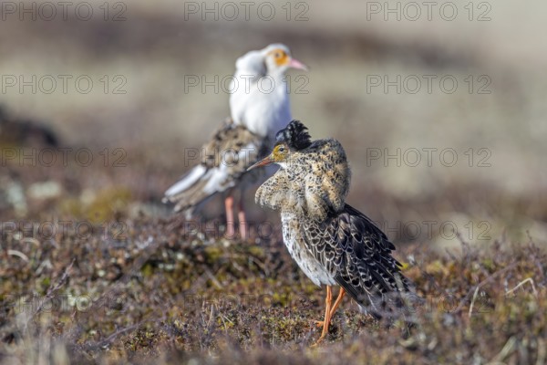 Two ruffs (Calidris pugnax), satellite with white neck ruff and territorial male in breeding plumage displaying at lek in spring, Scandinavia