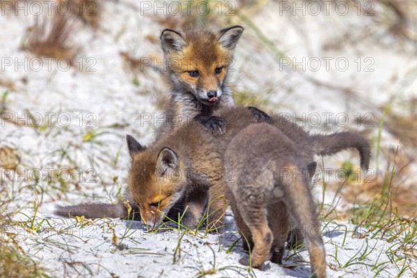 Young red foxes (Vulpes vulpes) three playful kits, juveniles playing near burrow, den in the sand dunes along the coast in spring