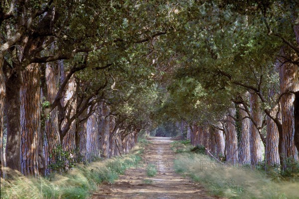 Pine avenue (Pinus pinea), Tuscany, Italy