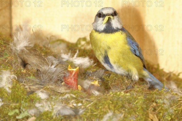 Blue tit (Cyanistes caeruleus) feeding the young in the nest, Wilnsdorf, North Rhine-Westphalia, Germany