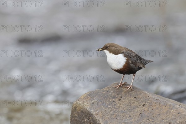 White-throated Dipper (Cinclus cinclus) standing with prey on a stone in the middle of a stream, the only native songbird that can also dive, wildlife, native nature, Wilnsdorf, North Rhine-Westphalia, Germany